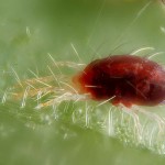 Spider Mite