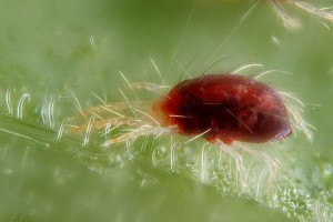 Control Spider Mites such as this one using MiteShield