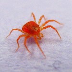 Spider Mite