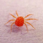 Red Spider Mite