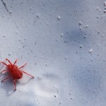 Red Spider Mite