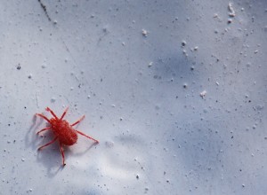 Get rid of spider mites naturally http://www.flickr.com/photos/timparkinson/3633080646/
