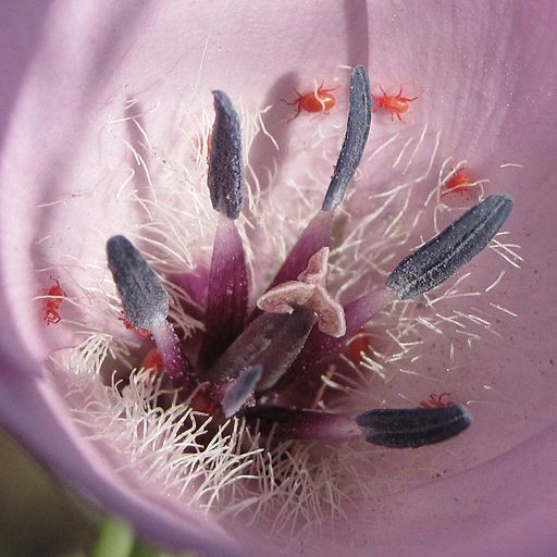 Spider mites on a flower