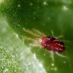 Spider mites