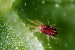 Spider mites