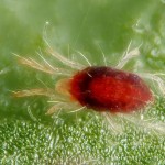 Spider mite