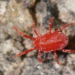 Spidermite